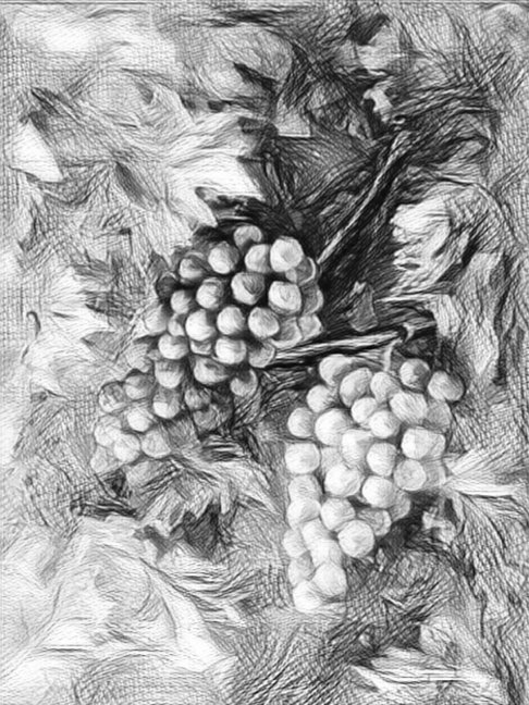 felipGarciaHaba's tweet photo. LA UVA DE VID #vino #BobalMadrid #vino #winelovers #wine #UtielRequena #bodegas https://t.co/QP2TmvIxTV