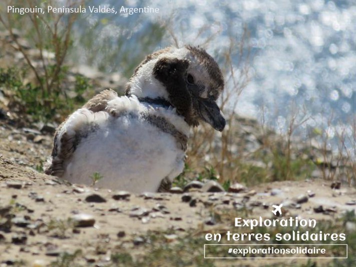 Clownath's tweet photo. Protéger la nature en voyageant de manière plus responsable. Découvrez ma candidature pour les bourses #explorationsolidaire de @VillageMonde https://t.co/fVJ8AC7P1X #vaolo #paradisehole #sustainableexploration https://t.co/VMYyjQCrFi