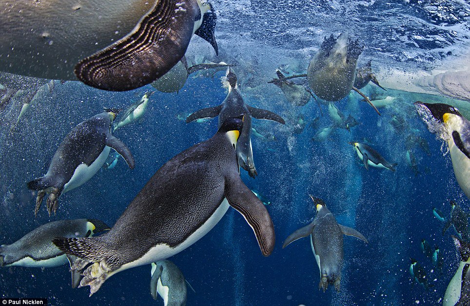 findingemperors's tweet photo. Penguins are excellent swimmers! https://t.co/o2kpEtOzxD
