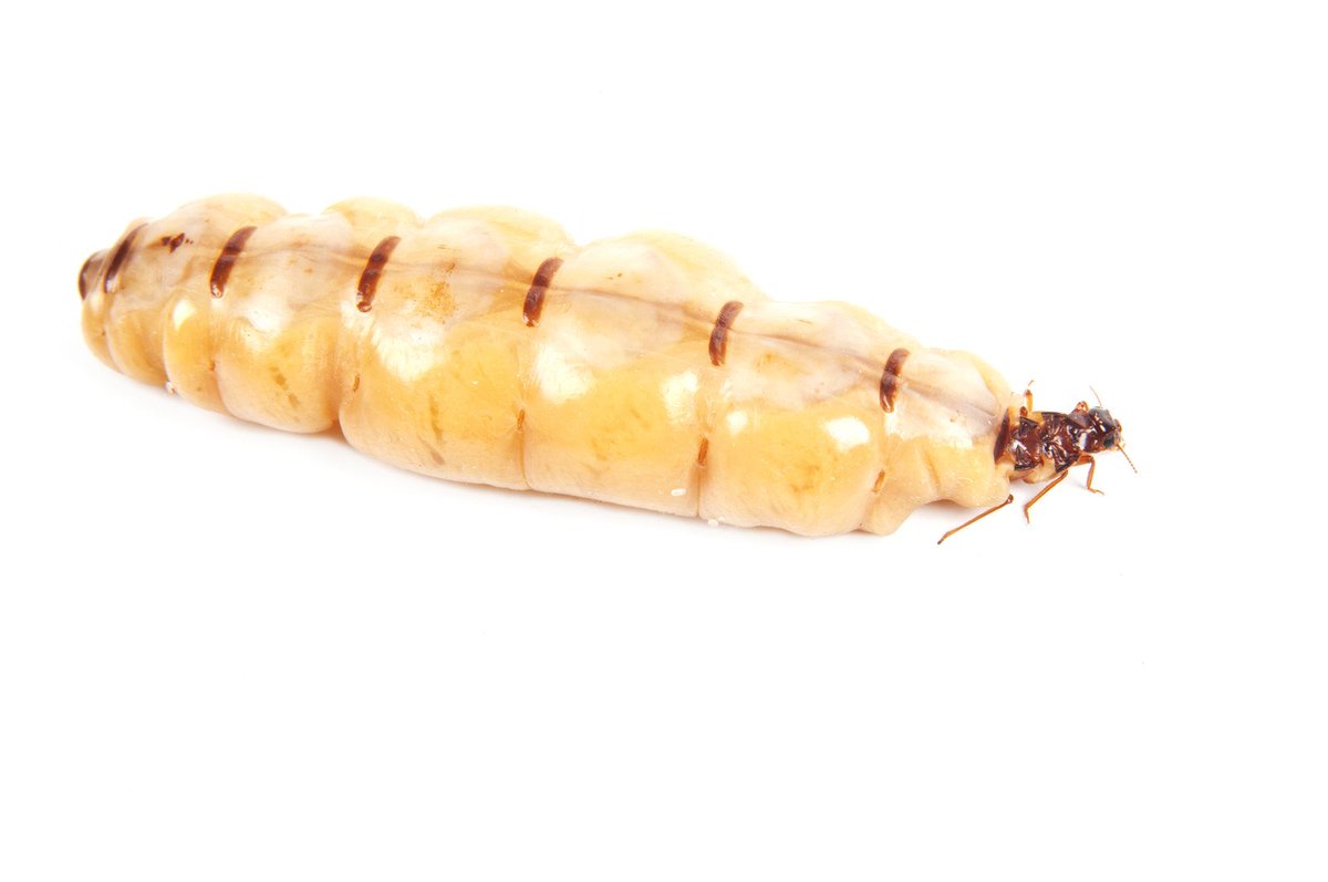 According to bit.ly/1PQcXsN termites cause over $5 Billion in property damage each year.