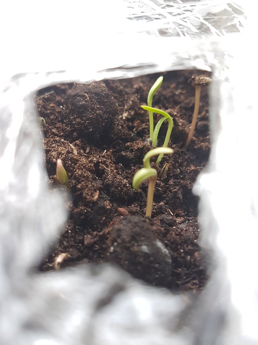 I spy signs of life. Hello little Cosmos' 😄also cling film makes a great budget greenhouse. #flower #seeds #seedlings #earthday #grow #growingflowers #gardening #sowing #garden