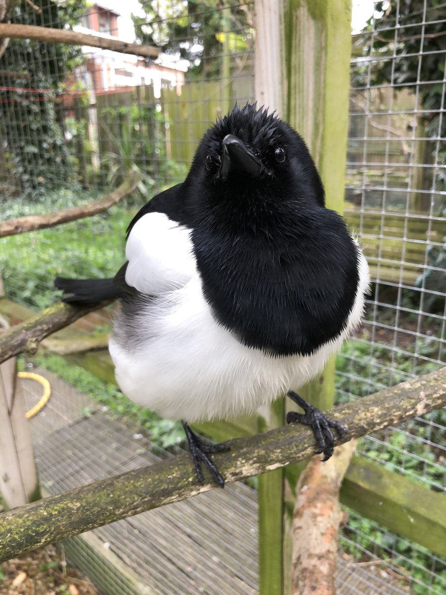 breesophiebree's tweet photo. Slightly damp borb anyone? https://t.co/TugtXm1oRd
