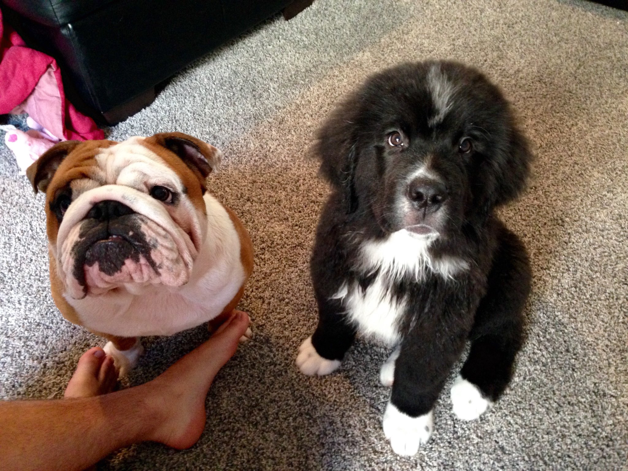 Newfoundland american bulldog mix 2025