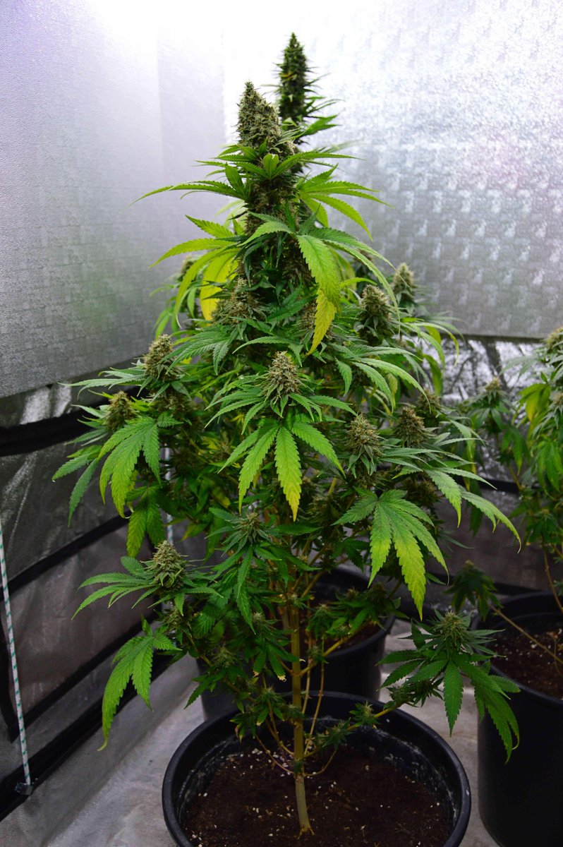 CBD Medi Kush week 8 12/12 grow journal by BarneyGreen - GrowDiaries cmun.it/ec5nqme #cannabis #spliffseeds pic.x.com/MQlu1hF2sO