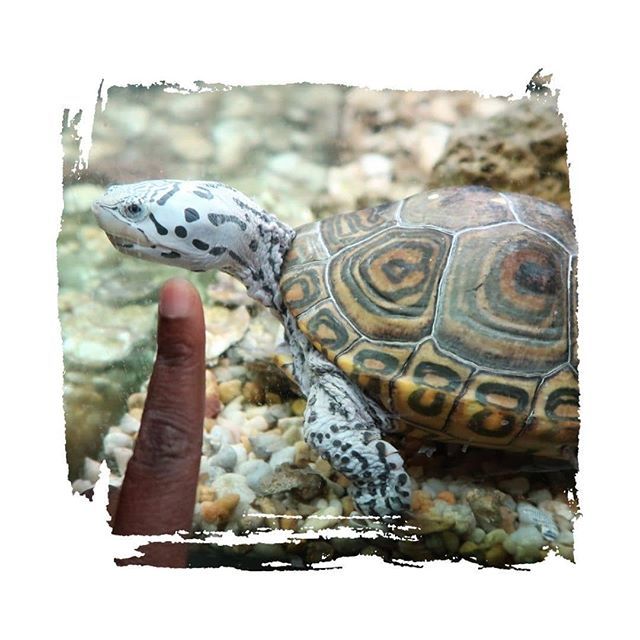 cluelessronin's tweet photo. Everyone loves turtles, right? https://t.co/tafq0GZ9zG https://t.co/yJloHBAc1Z