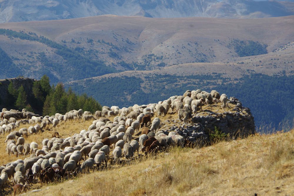 Ecosystem-based adaptation: Sandra Lavorel, Laboratoire d'écologie alpine (LECA) <a href="/CnrsAlpes/">CNRS Alpes</a> <a href="/CNRS/">CNRS 🌍</a> <a href="/ecoSERVICES/">ecoSERVICES</a> - One of our summer school speakers. Apply by 30th April alter-net.info/summer-school #biodiversity #EcosystemServices