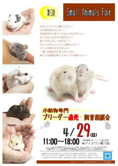 Shippobank ペット専門ファンシーラット ファンシーマウス ハムスター販売 告知 即売会のお知らせ 時間 11時 18時 4月29日 土 ユニディ狛江店 東京都狛江市ｰ織田休戦狛江駅徒歩 京王線国領駅徒歩 アヒル雛 ボリスブラウン雌雛 ミニブタ