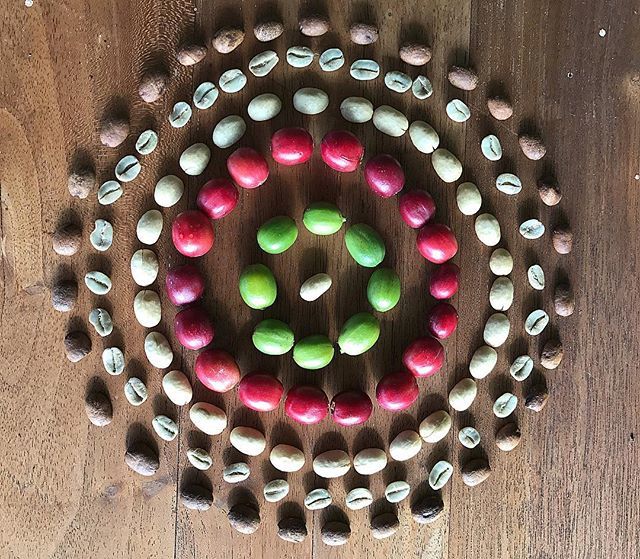HalaTreeCoffee's tweet photo. Coffee beans in all its forms. Here at Hala Tree we follow the bean from start to finish to make the best quality #konacoffee #coffee #organiccoffee #coffeetime #coffeelover #freshcoffee #coffeeholic #specialtycoffee #coffeecheries #coffeegram #coffeea… https://t.co/ixJ4C4JypZ https://t.co/svaqTyd3bp