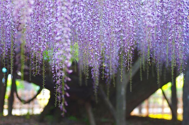 rs4364's tweet photo. 玉敷神社(公園)の
大藤。
樹齢400年の貫禄。
#藤 #藤の花 #玉敷神社 #写真好きな人と繋がりたい #ファインダー越しの私の世界 #お写んぽ #埼玉カメラ部 #はなまっぷ #japan_daytime_view #flowersandmacro #wp_flower https://t.co/qijhKvGE96