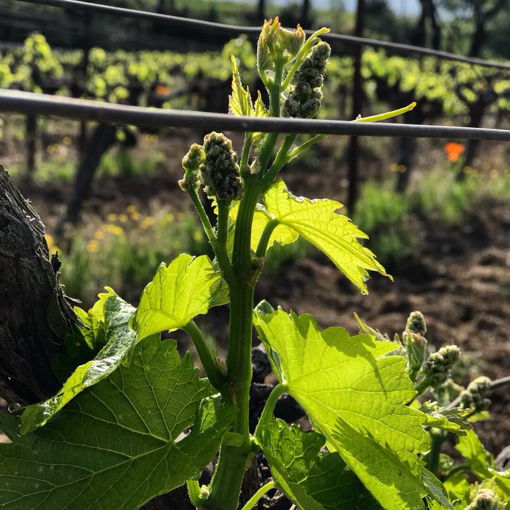 Ça bourgeonne... 🍇 #MasGourdou #MondayMotivation #PicSaintLoup #Languedoc #Hérault #vin #NaturePhotography #EarthDay