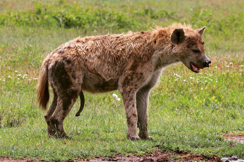 Hyena Project Hyenaproject Twitter 