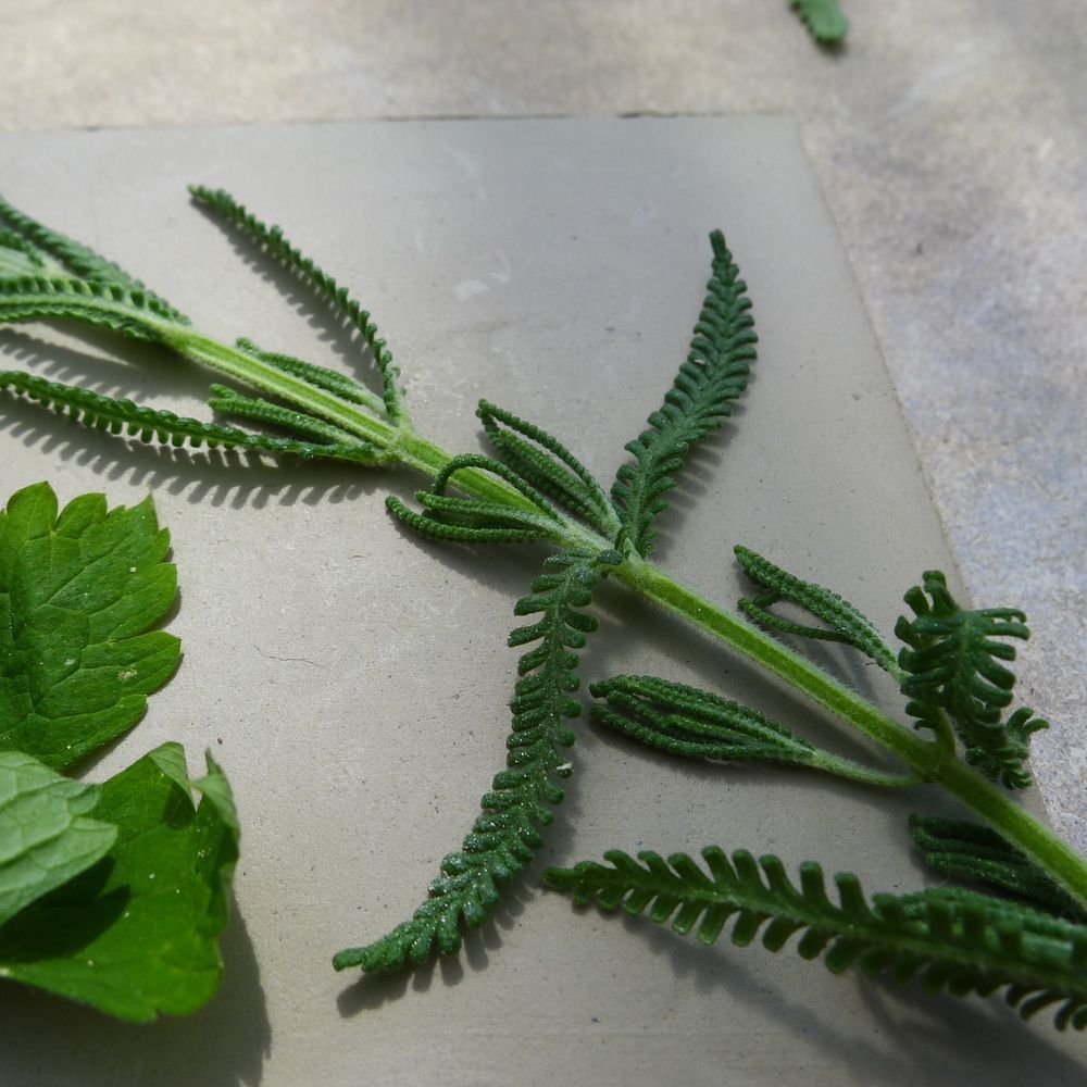 ace_southwest's tweet image. Meet @leachpottery - #Cornwall based #SWNPO pioneering #Ceramics.  The museum &amp;amp; gallery is the historic home &amp;amp; workplace of Bernard Leach. 

LEARN about 'Walking Impressions' an #ArtsHealthWellbeing project w/ people living w/ dementia buff.ly/2qE5e7S #craft #pottery