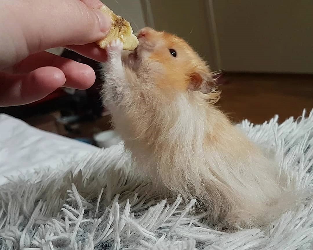 Hamster_NGoC__'s tweet photo. Thank for following us we promise to give you the most beautiful pictures and videos!
Via: @fluffyrodents 

#HAMSTERGRAM #HAMSTERSOFINSTAGRAM #SYRIANHAMSTER #HAMSTER #HAMSTERS #HAMSTERLOVER #HAMSTEROFINSTAGRAM #HAMSTERSONINSTAGRAM #HAMSTERCAGE #DWARFHAMSTER https://t.co/ivA0dsbCy5