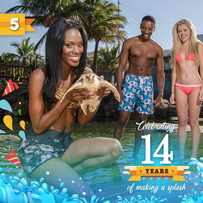 uShakaMarine's tweet photo. Any idea where these turtlely awesome sea animals live in uShaka? 🌴 🐢
#picoftheday #Durban #uShakaBirthday #14wonders #5DaysToGo https://t.co/MJeDvd8Iv2