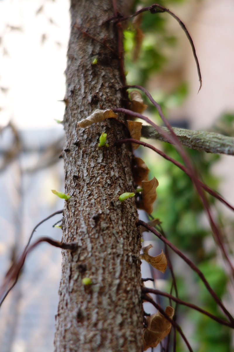 お 冬に葉が枯れたガジュマル 新芽っぽいのが出てきました 幹からダイレクトに