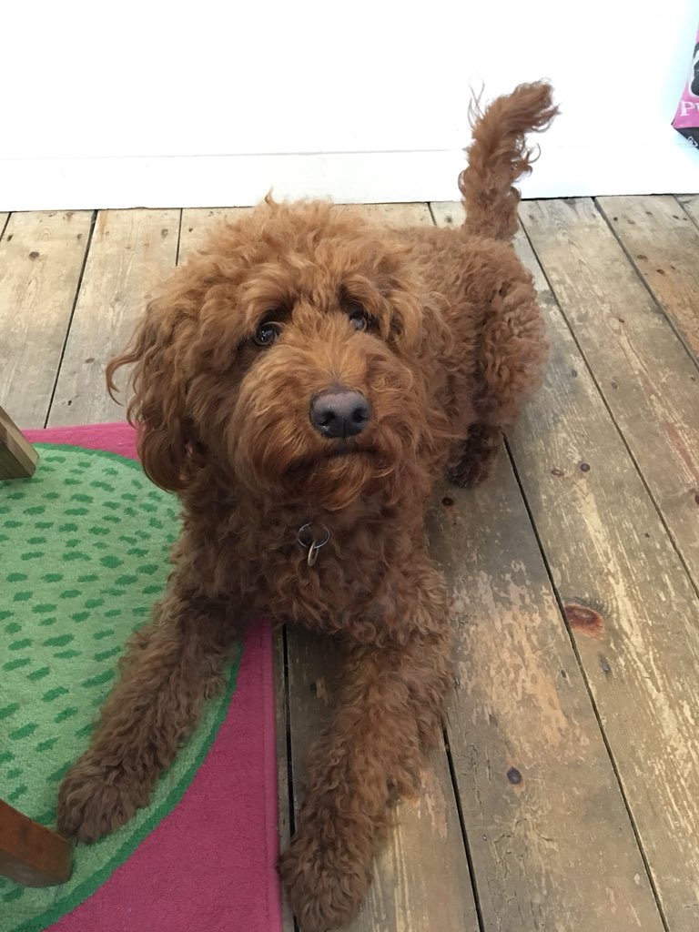 EllieAnneBob's tweet photo. @SJPC14 That’s Leonard, he’s a labradoodle 🐾 https://t.co/76bBnZA7Bu