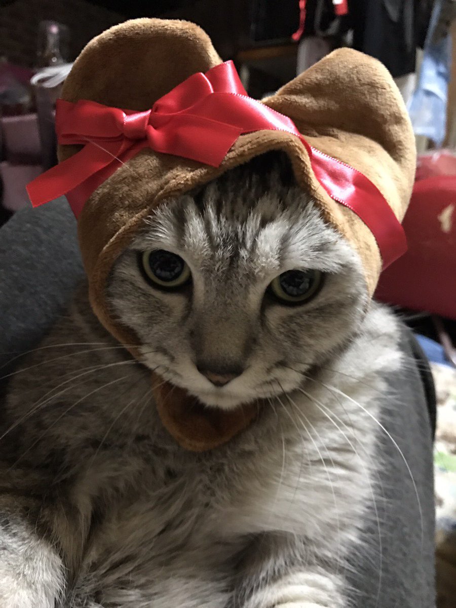 ぴま على تويتر ハートちゃん ねこかぶりもの ねこ帽子 猫画像 猫かぶりもの ぴま على تويتر ハートちゃん ねこかぶりもの ねこ帽子 猫画像 猫かぶりもの