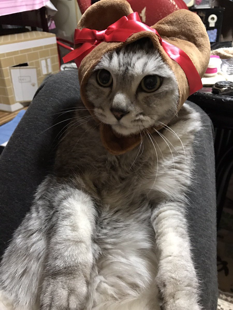ぴま على تويتر ハートちゃん ねこかぶりもの ねこ帽子 猫画像 猫かぶりもの ぴま على تويتر ハートちゃん ねこかぶりもの ねこ帽子 猫画像 猫かぶりもの