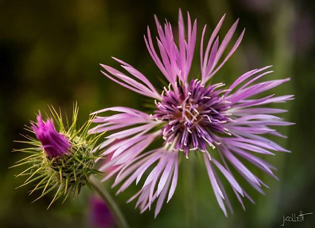 jcollettiphoto's tweet photo. The beauty and the beast.
.
#nature #naturebeauty #naturephotography #naturegram #instanature #natgeo #riyets #explore_macro #flores #spring #flowers #beautiful #macro #macrophotography #bns_flowers #catalunya https://t.co/9G2mFegyaH https://t.co/zu8UljY4Sp
