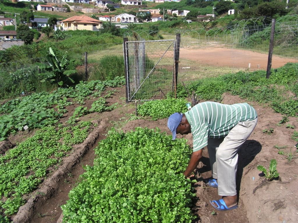 ftfa's tweet photo. Farmers from Kuhle Konke farm in Klaarwater, eThekwini, harvested and sold their first batch of herbs to local markets. A variety of herbs have been planted at sites to meet niche-market demands. #WhatDevelopmentLooksLike https://t.co/o7VAO4zJd5