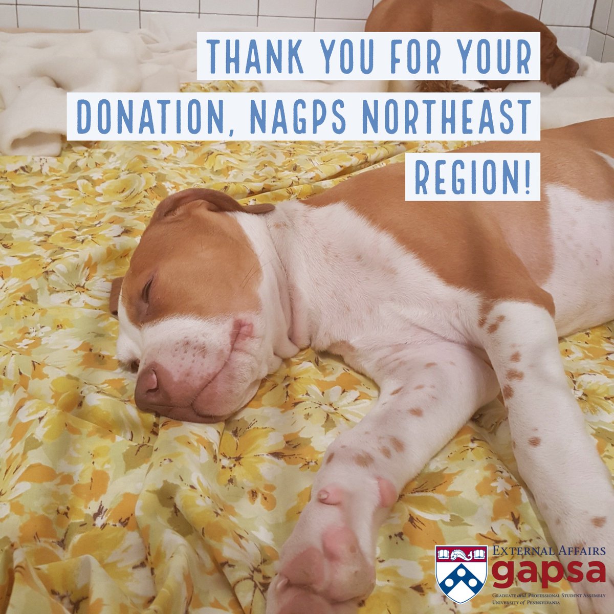 GAPSA External Affairs tweet media