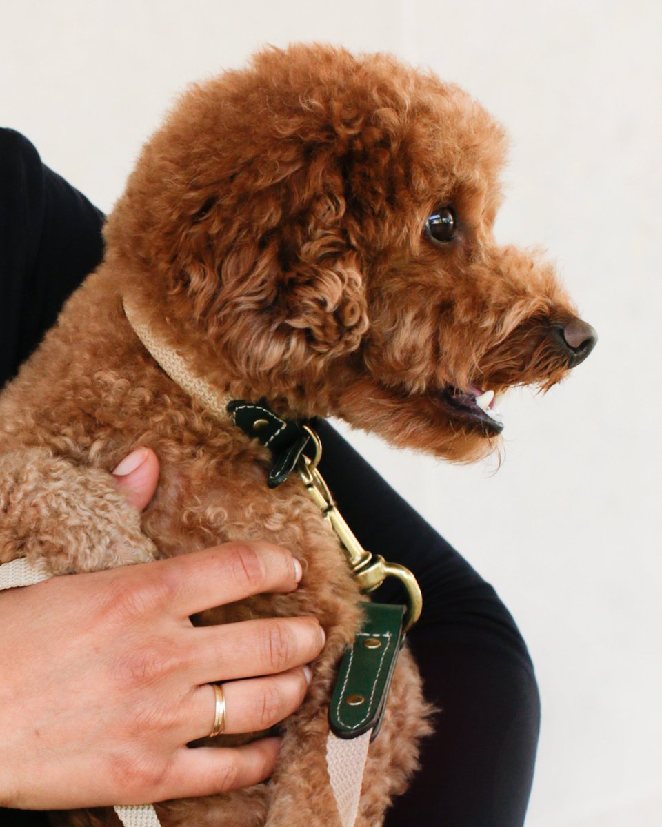 clementinedogs's tweet photo. Candy wearing the Astor webbing collar and lead (in green). Pick yours up now(link in the bio)#fashion #photography #dogsofinstagram #instagood #poodlesofinstagram #dogstyle #dogs#dogleads #loved #vogue https://t.co/UJBM0IZ3ay