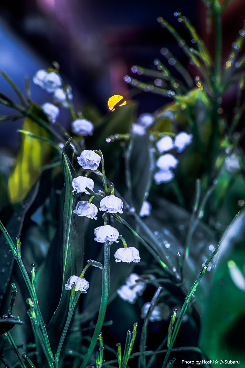 maa1547's tweet image. 今日の1枚「こぬか雨」
#Sigma  #DpMerrill