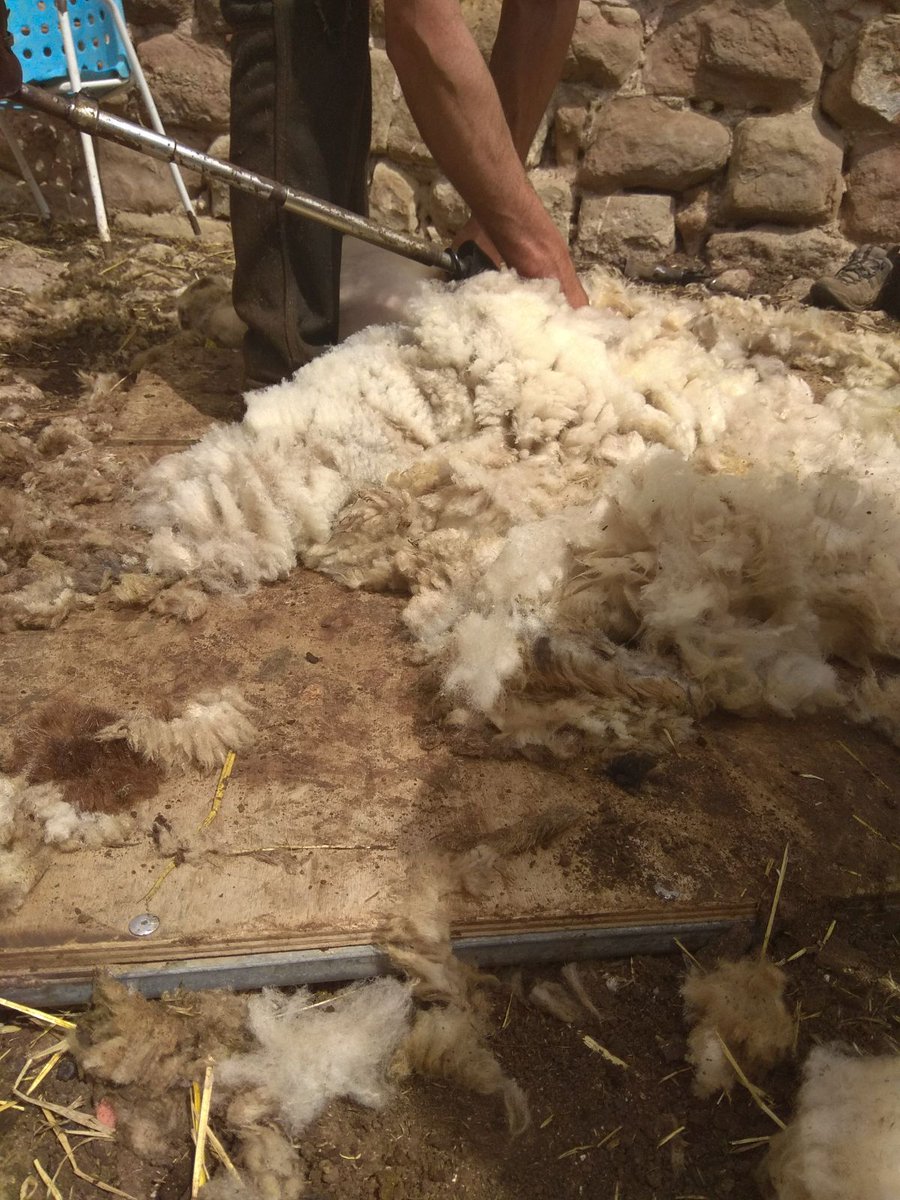 Avui estem de xollada!!!! Matalassers de St Esteve, on sou??? Penseu que és una llana entrefina d'alta qualitat i que va molt buscada... #SEdR