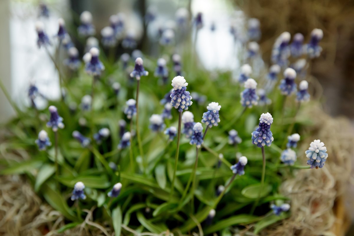 Een #muscari met bloemen van 1-1,5 cm in diverse tinten blauw. Hij won op <a href="/visitkeukenhof/">Keukenhof</a> , deze bijzondere cultivar ’Maxabel’. Ook aanwezig: ruim vijfhonderd soorten narcis, waaronder die van het prijswinnende bedrijf <a href="/wfleenen/">WF LEENEN</a> hortipoint.nl/vakbladvoordeb…