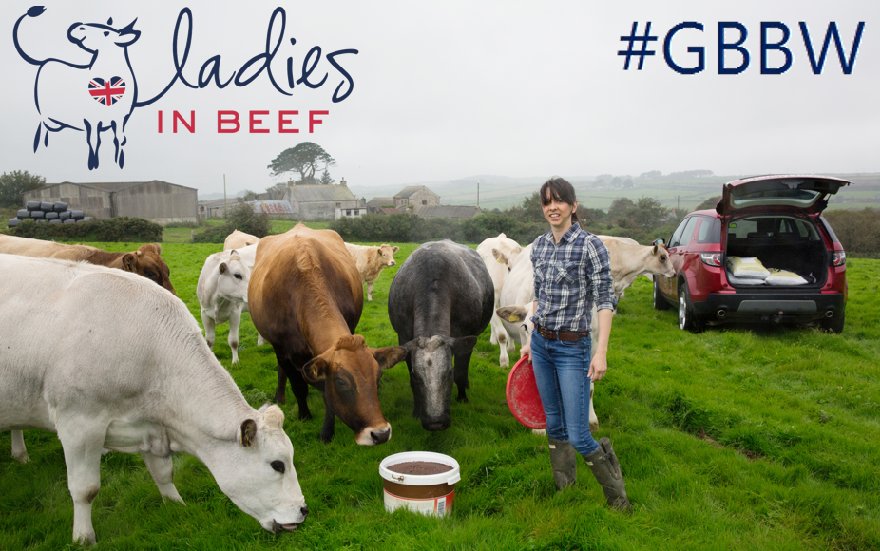 #StGeorgesDay marks the start of #GreatBritishBeefWeek !

Here's to all the 'ladies' at the very core of it all..... our cows! 
Beef herds maintain the iconic green landscape of our British countryside, whilst also providing us with top quality #BritishBeef #GBBW #BuyBritish