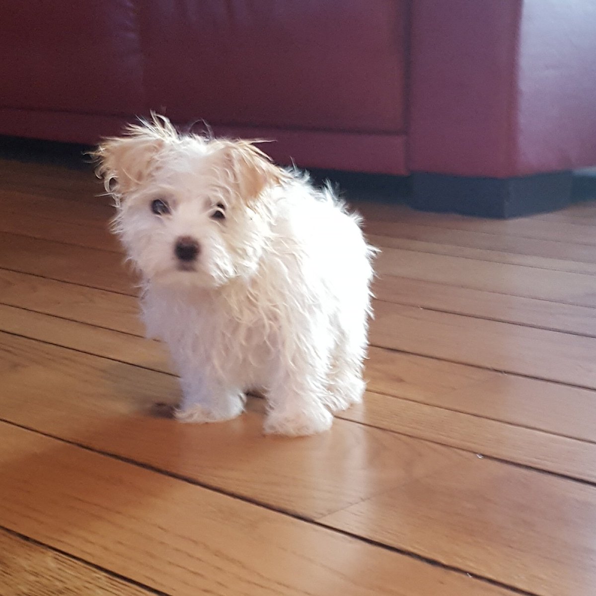 keeptoxinsout's tweet image. Did you know that chemicals on your floors can cause harm to your pets? #tossthechemicals #cleanwithwater #abetterwaytoclean #protectyourfamily