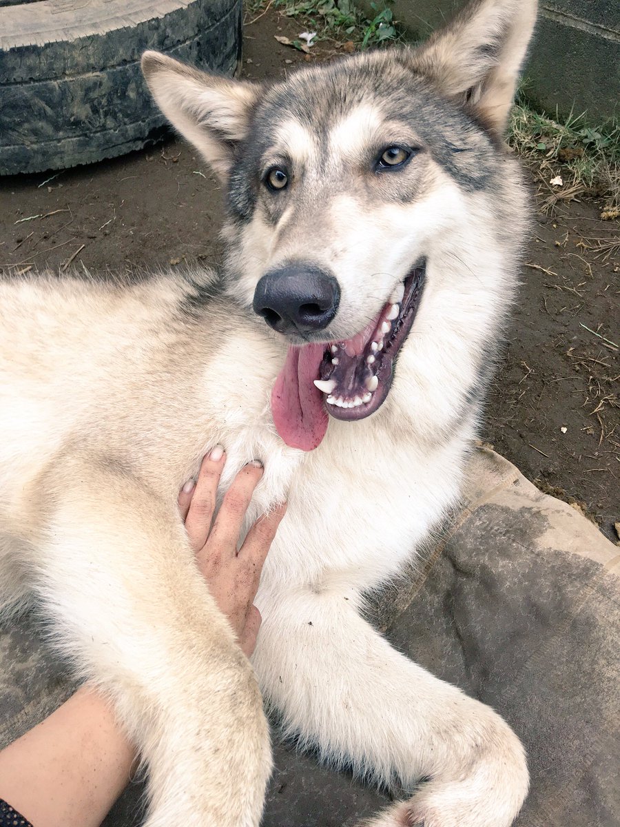 狼と俳優 おやすみなさい 狼 オオカミ 狼犬 大型犬 犬の横顔写真展 犬好きな人と繋がりたい 仲良し Wolf ウルフ ウルフドッグ ハイブリットウルフ かわいいと思ったらrt 動物 カメラ好きな人と繋がりたい 写真好きな人と繫がりたい