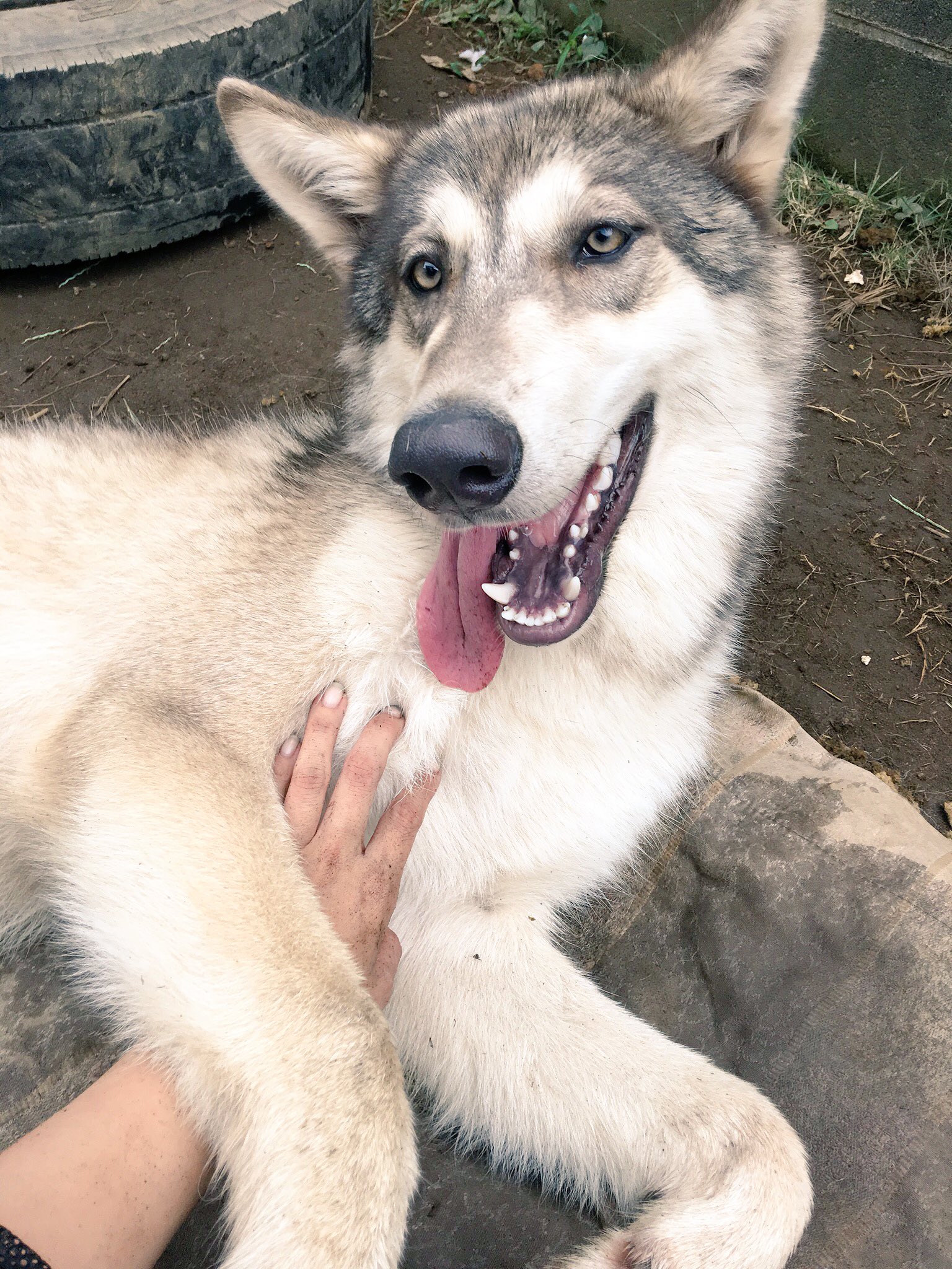 狼と俳優 おやすみなさい 狼 オオカミ 狼犬 大型犬 犬の横顔写真展 犬好きな人と繋がりたい 仲良し Wolf ウルフ ウルフドッグ ハイブリットウルフ かわいいと思ったらrt 動物 カメラ好きな人と繋がりたい 写真好きな人と繫がりたい 狼と俳優 おやすみなさい 狼 オオカミ 狼犬 大型犬 犬の横顔写真展 犬好きな人と繋がりたい 仲良し Wolf ウルフ ウルフドッグ ハイブリットウルフ かわいいと思ったらrt 動物 カメラ好きな人と繋がりたい 写真好きな人と繫がりたい