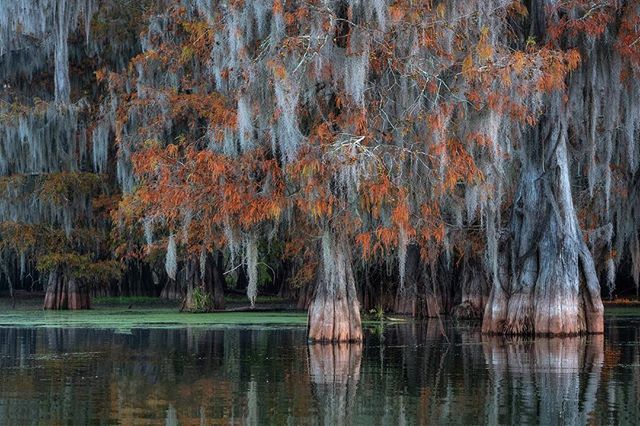 Beauty is all around us, who would have known you could fall in love with the swamps. Well this past fall I did and I cannot wait to visit these magnificent magical trees 🌲 this year. Not only is the scenery beautifully peaceful, but the wildlife in … ift.tt/2F9wfFL