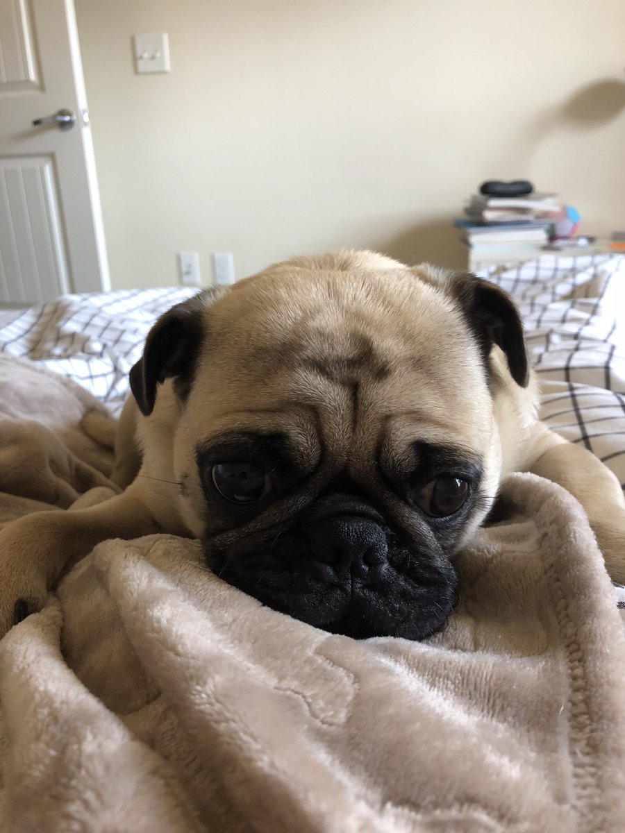 mateospug's tweet photo. I have no plans to get out of bed this Monday!
#MateoThePug #1yearold #fawnpug #pug #pugs #pugspot #pugsworld #pugsofinstagram #puglife #pugpuppy #puglove #pugscute #cuteness #pugmania #puglover #pugsoftexas #pugsofaustin https://t.co/6r3ERi2pJo