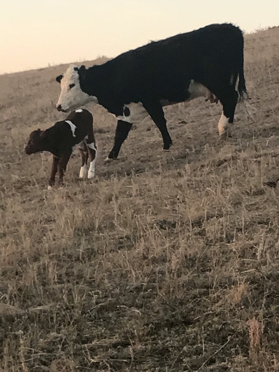 SarahBoysen's tweet photo. Best thing to wake up to this morning. Finally done calvin! #Hereford #Angus #Shorthorn #BaldieLover #Calving2018 #BabyBull #Nebraska #BoxButteCounty #SLazyHeartRanch https://t.co/nlHdTtuZWy