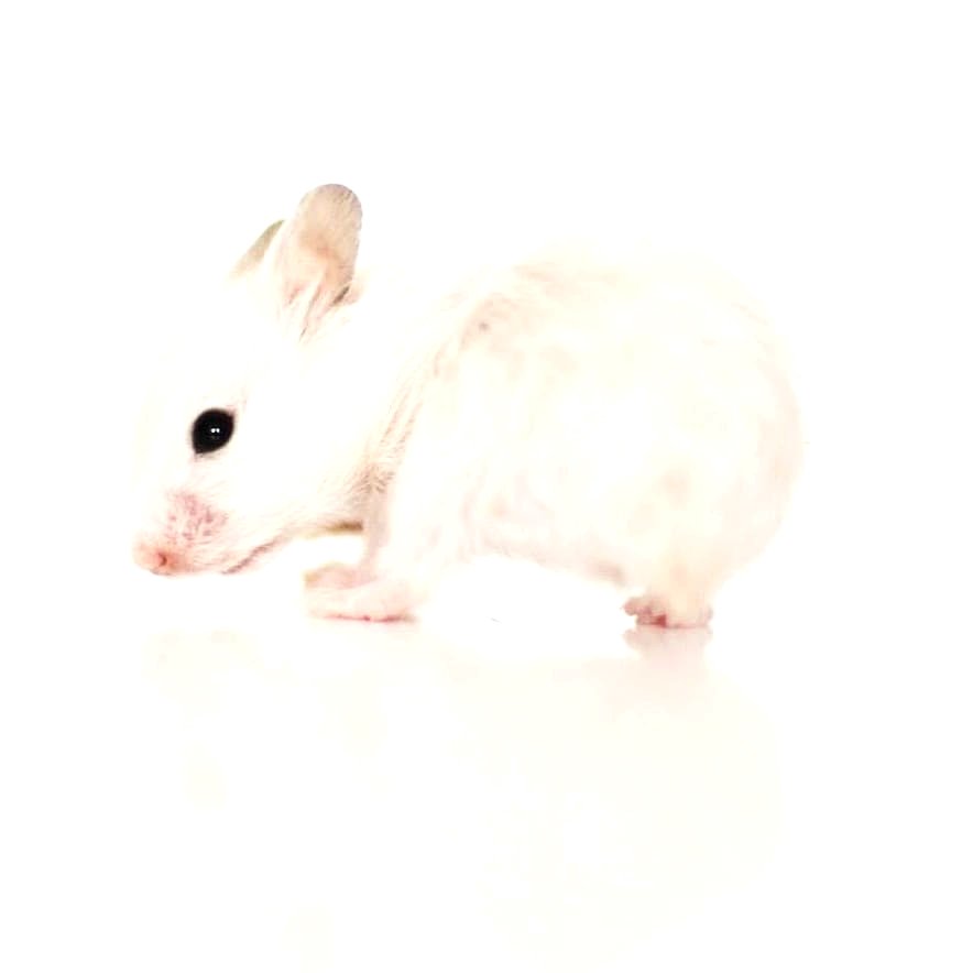 Hamster_NGoC__'s tweet photo. FOLLOW  👇👇👇👇@hamster.mouse
📷  @fluffyrodents 

#SYRIANHAMSTER #HAMSTERSOFINSTAGRAM #HAMSTER #HAMSTERS #HAMSTERGRAM #HAMSTERSOFIG #HAMSTERCAGE #HAMSTEROFINSTAGRAM #HAMSTERLOVER #DWARFHAMSTER https://t.co/x9le8dRbro