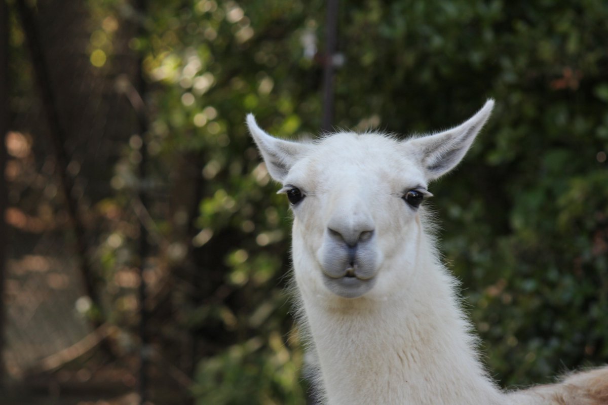 なばたか V Twitter ラマ大好き 超かわいい ラマ リャマ 八木山 八木山動物公園 T Co Orliksf3i9 Twitter