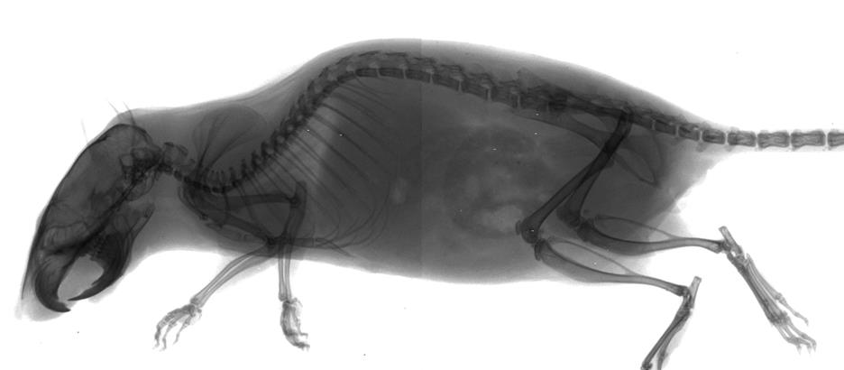 impc's tweet photo. Today’s #GeneOfTheDay is #Mbd5. Full name: methyl-CpG binding domain protein 5; Knockout phenotype associations include preweaning lethality, abnormal lip morphology and short tibia. Human disease models include Microdeletion Syndrome: https://t.co/3gRLTeFuun #genetics https://t.co/y7DUY0UAqO