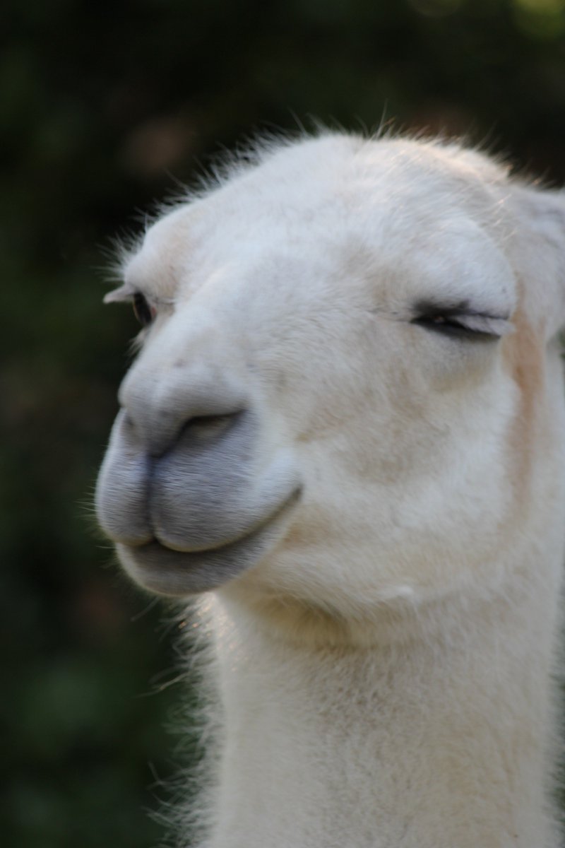 なばたか ラマ大好き 超かわいい ラマ リャマ 八木山 八木山動物公園