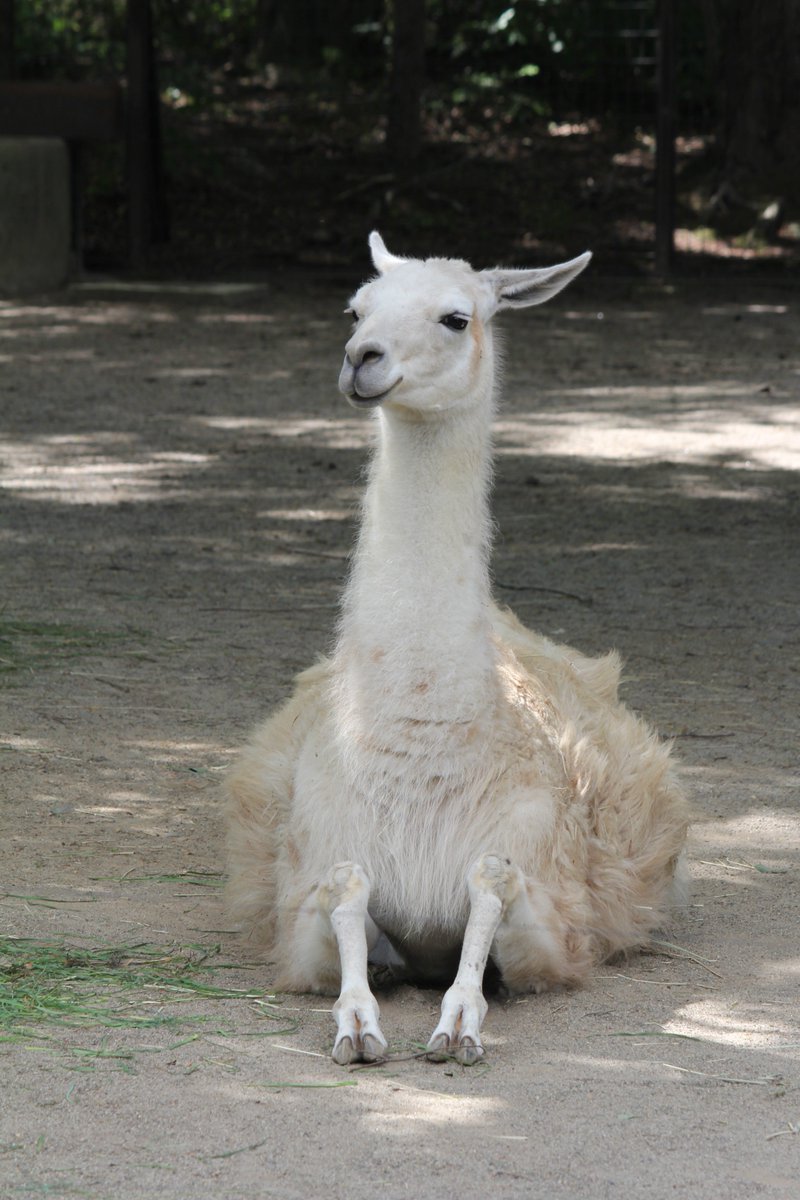 なばたか V Twitter ラマ大好き 超かわいい ラマ リャマ 八木山 八木山動物公園