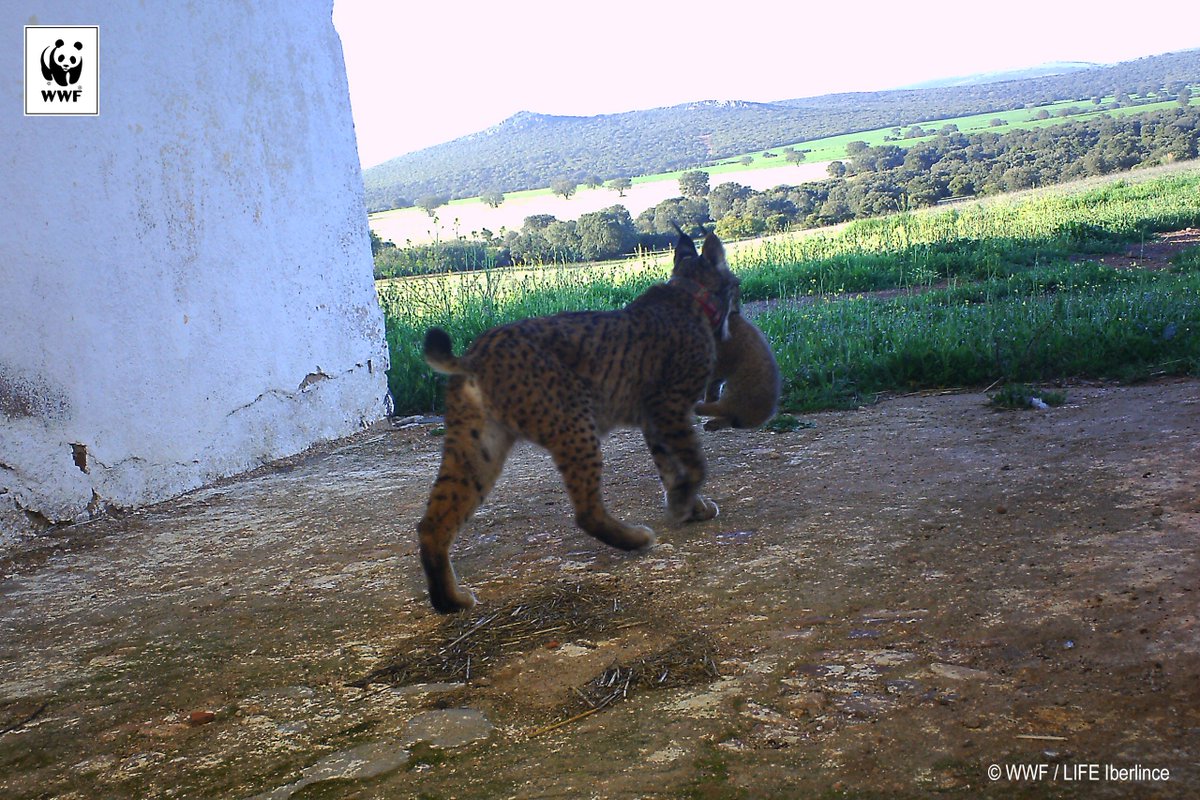 WWFespana's tweet photo. ¡Gran noticia! Nuestras cámaras trampa han fotografiado a tres cachorros de lince en Ciudad Real, el primer nacimiento confirmado de la especie en Castilla-La Mancha este año 😻😻😻 https://t.co/Ip4tBEgipY https://t.co/7Zau0WMfcd