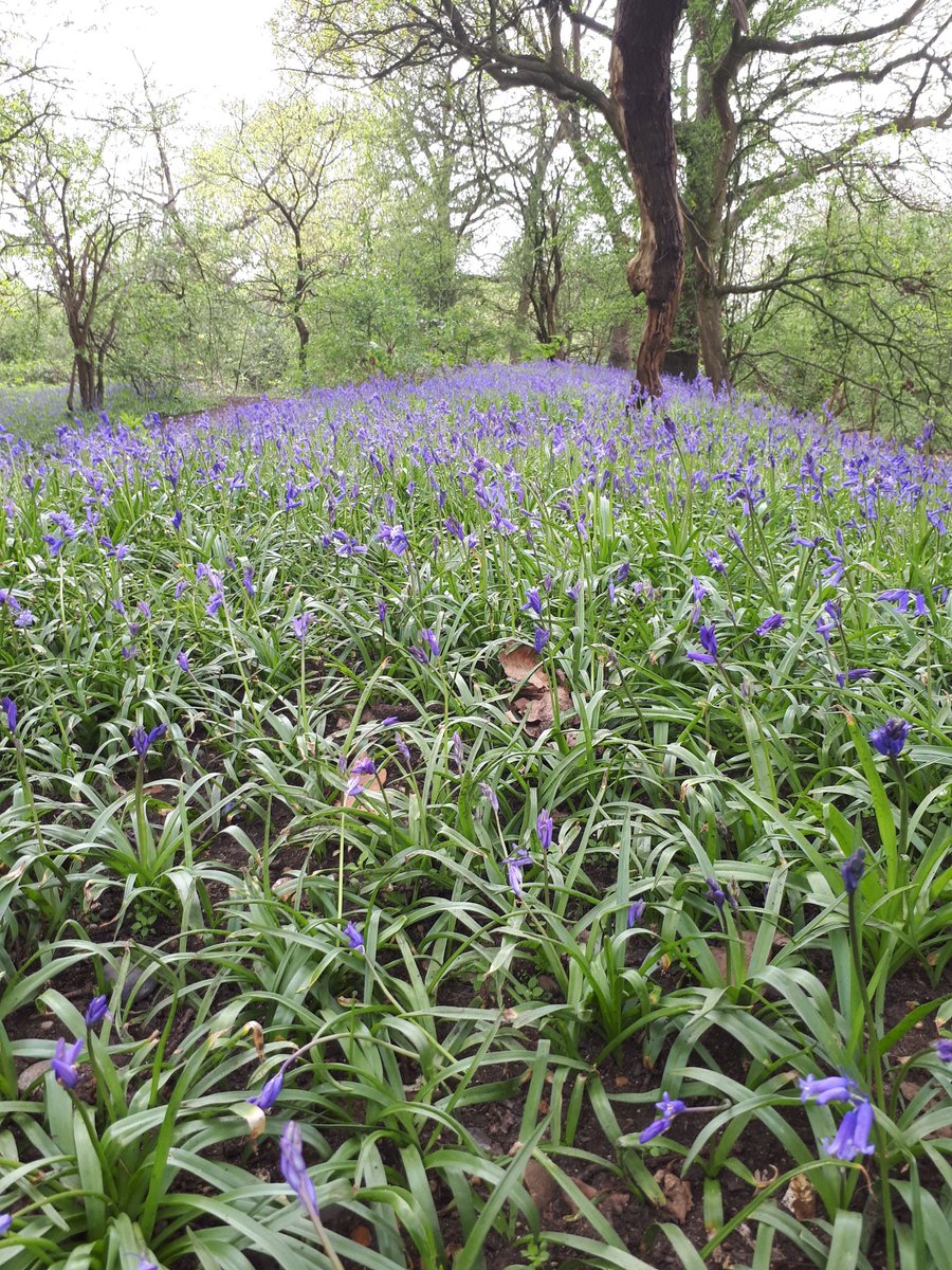 Love blue bell wood 😍😍😍