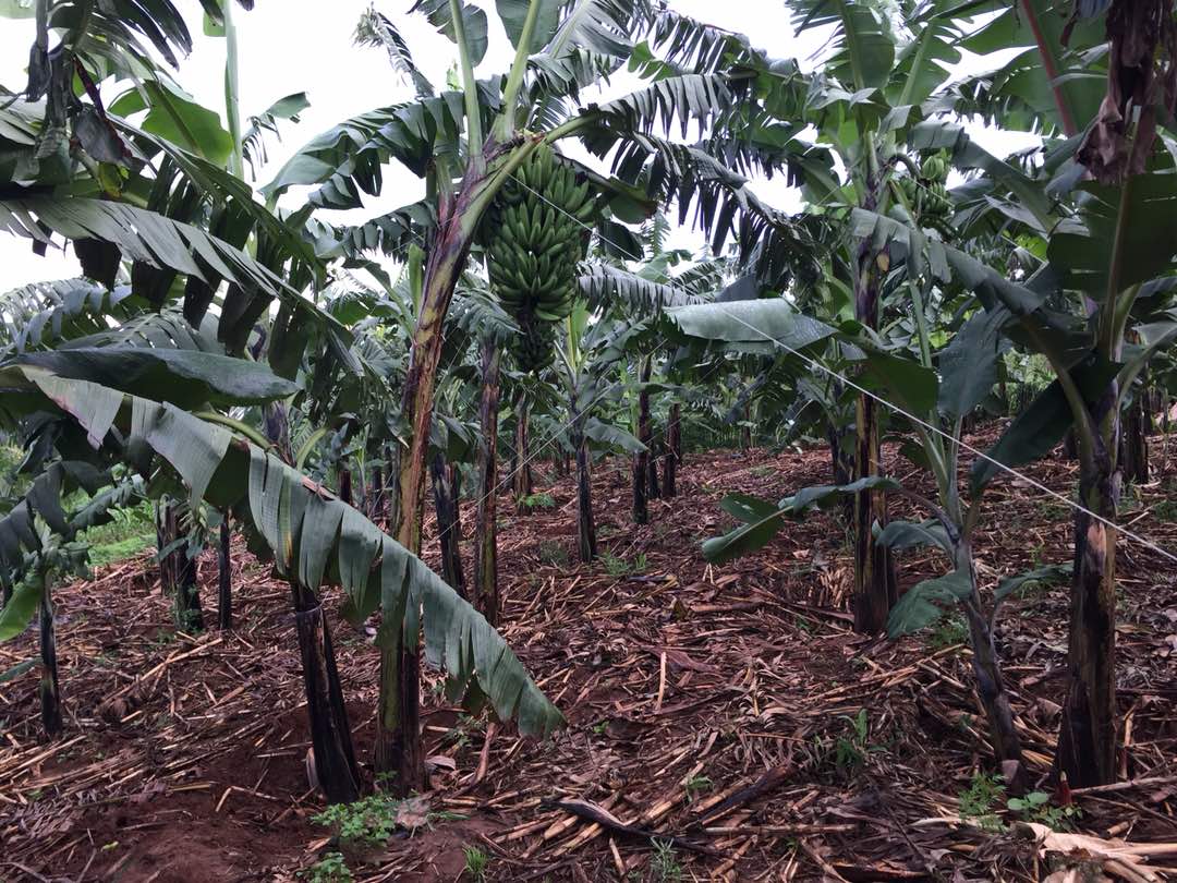 Bad #Banana plantation Vs Good Banana plantation