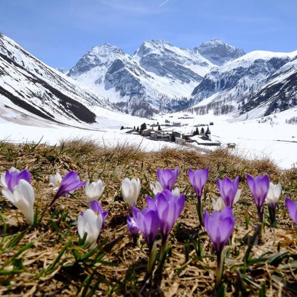 Graubunden's tweet photo. Während ihr im Unterland schon schwitzt, kommt der Frühling langsam auch bei uns in den Bergen an. Zum Beispiel in @DavosKlosters. https://t.co/CZO8wcc6HZ