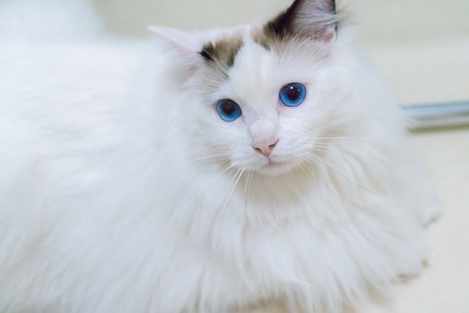 コスプレイヤー浅浅ASAKIのTwitter画像12