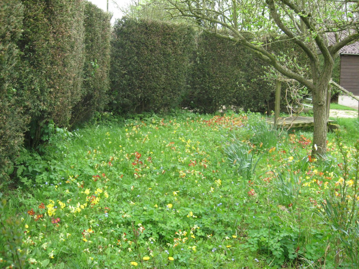 SueCooperBridge's tweet photo. Worth waiting a winter for! Our garden spring flowers in all their glory. #Cowslips #Polyanthus #ForgetMeNots #Bluebells #Daisies #EnglishSpringtime https://t.co/xfOwzQpBxG