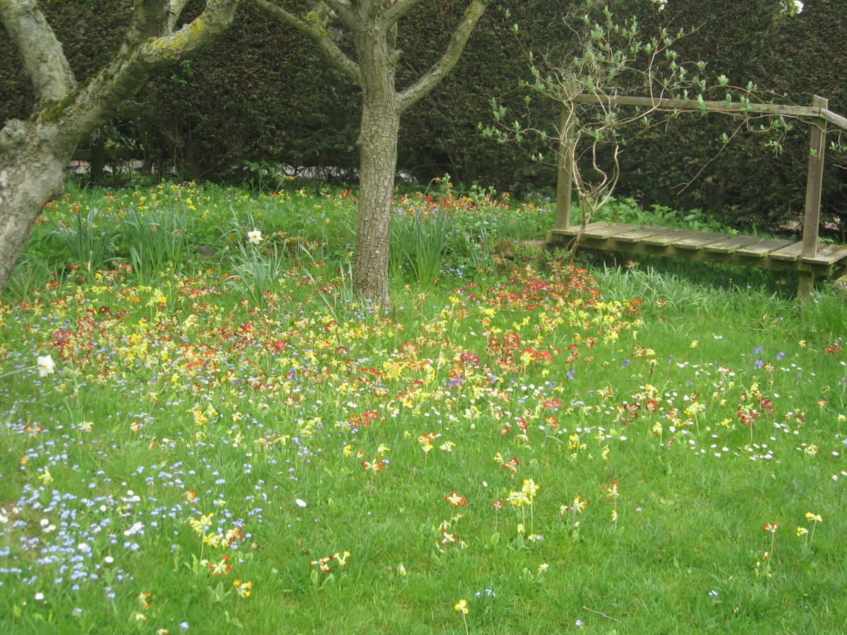 SueCooperBridge's tweet photo. Worth waiting a winter for! Our garden spring flowers in all their glory. #Cowslips #Polyanthus #ForgetMeNots #Bluebells #Daisies #EnglishSpringtime https://t.co/xfOwzQpBxG