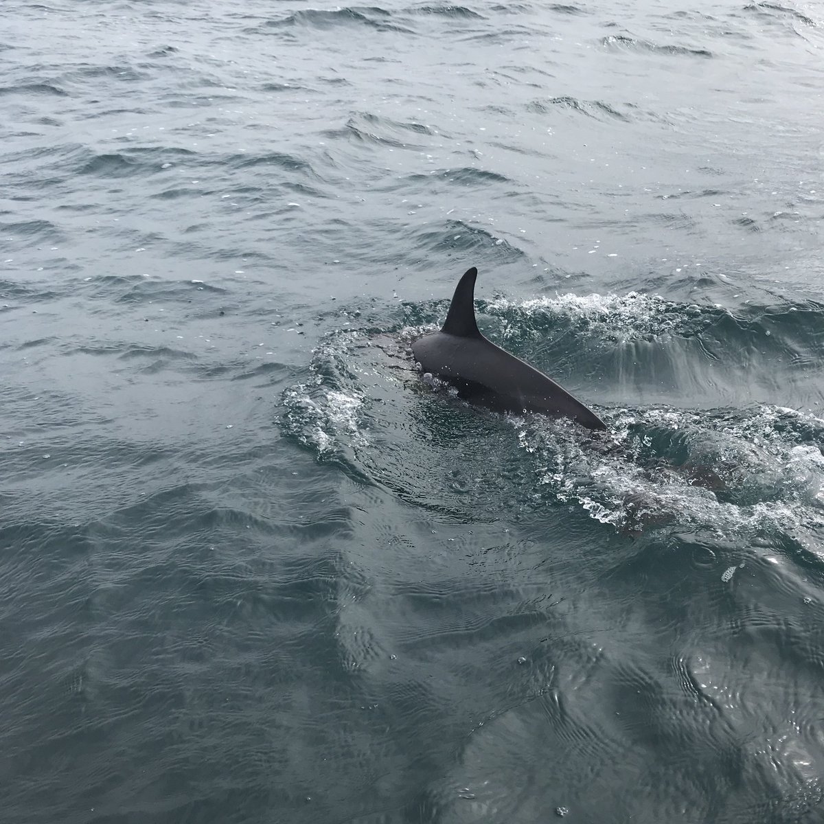 A couple of hours of natures magic playing out before my eyes 😍 <a href="/PadstowSeaLife/">Sealife Boat Trips</a>