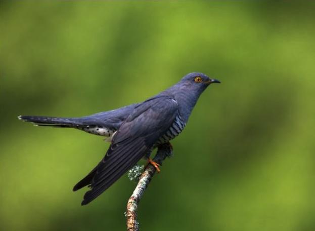 BBC Wildlife tweet media